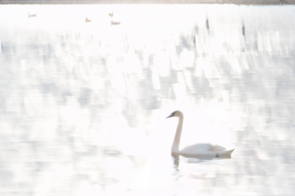 Photograph Paul Pacey Swan 1 on One Eyeland